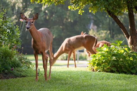 Rabbits love to munch on everything from broccoli and beans to pansies and petunias. Keep Deer, Rabbits and Groundhogs Out of Your Garden | The ...