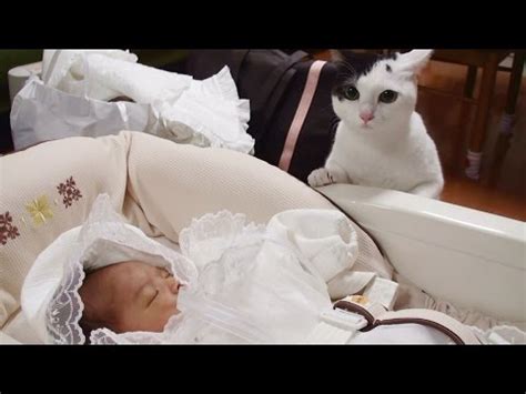 1:45 catlife recommended for you. 猫 赤ちゃんと初対面Cat First Meeting with Baby - BUZZ-SITE