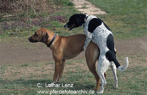 Wissenschaftliche schätzungen variieren zwischen etwa 15.000 v. Haushund | Haushund (Canis familiaris), Kopulation ...