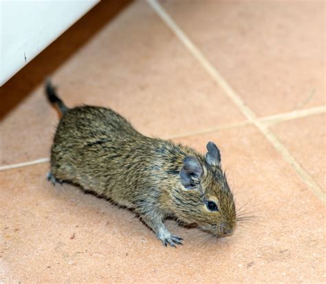 With the competence we possess, we can make sure to. mice or rat infestation - Boz Pest Control