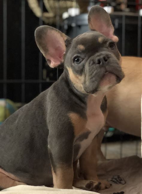 We started our family breeding program because we love dogs and the joy that these pups bring to our lives is immense, and we here at canadian frenchies hope that you and your family get the opportunity to. The Best Parrots In The World: French Bulldog Puppies For ...