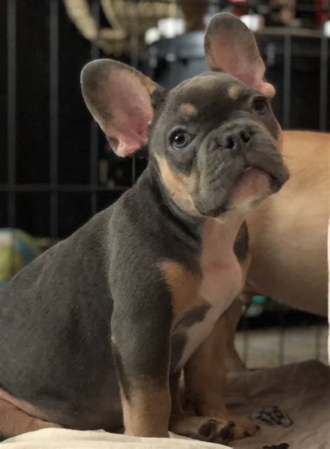 Representative maggie jeffus nc house of representatives 16 w. The Best Parrots In The World: French Bulldog Puppies For ...