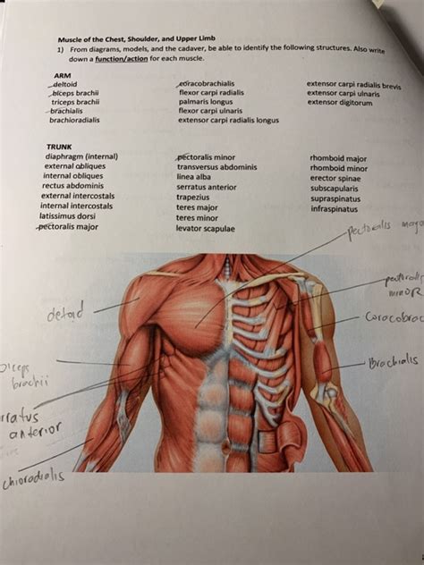 Meet your pectoralis major and pectoralis minor. Chest And Arm Muscles Diagram / Pectoral Muscles Area Innervation Function Human Anatomy Kenhub ...