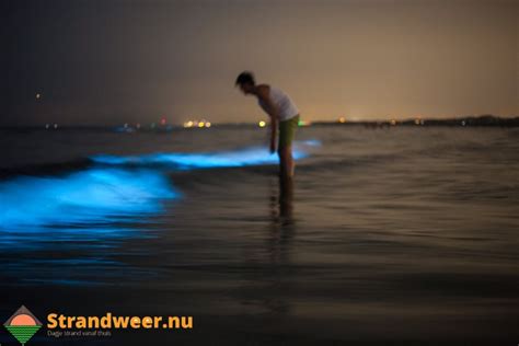 De zeevonk (noctiluca scintillans) is een heterotrofe dinoflagellaat van meestal 0,5 mm groot, maar kan door het vergroten van de vacuole opzwellen tot 2 mm en is dan rond tot boonvormig. Zeevonk in Hoek van Holland