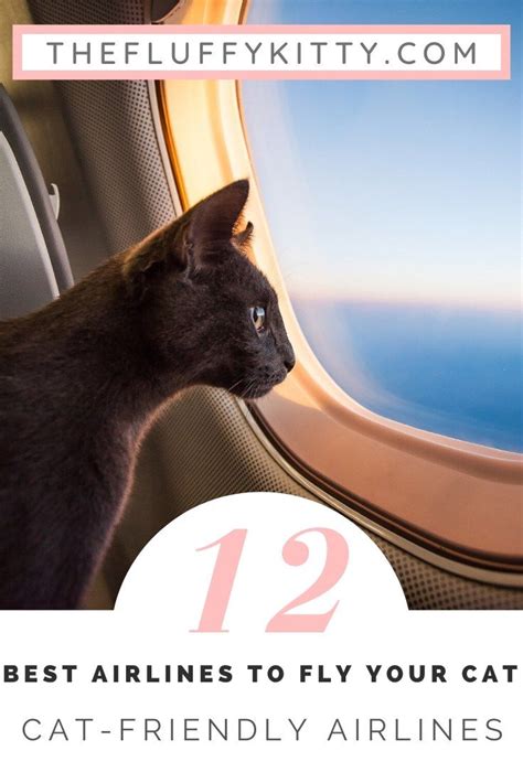 When traveling with a pet to trinidad and tobago (pos), you cannot arrive on a flight before 8 a.m. 12 Cat-Friendly Airlines to Fly Your Cat #cats #airplanes ...
