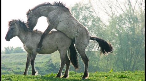 Une si bonne brune affamée qui a la minette en chaleur et qui ne demande pas mieux que de. Sexe : comment fait le cheval ? - ZAPPING SAUVAGE - YouTube