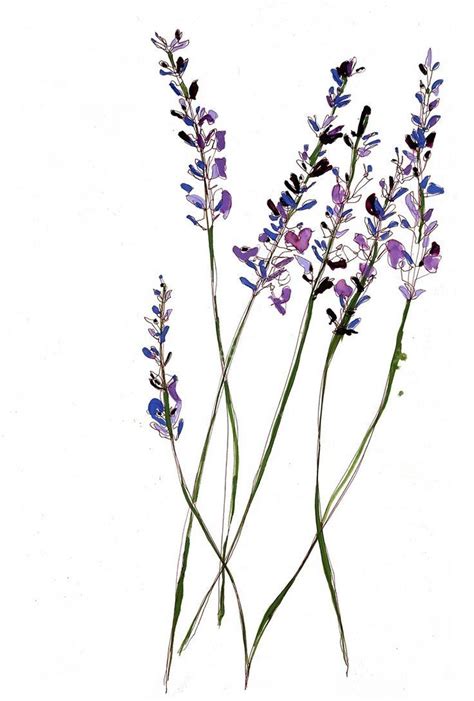 Maybe you would like to learn more about one of these? Botanical Illustrations | Flower illustration, Flower ...