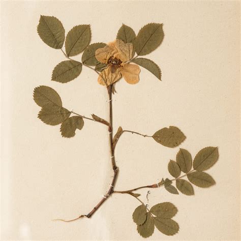 Herbarium, unique botanical specimens, - LASSCO - England ...