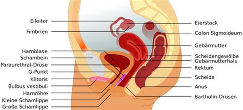 Hier finden sie auch viele tipps zum thema gesundheit. Sind einige Sexstellungen für Männer schmerzhaft, da die ...