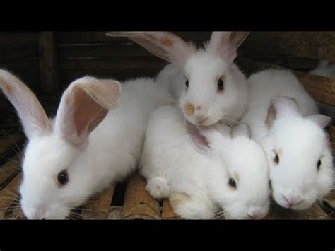 Untuk itu, berikut liputan6.com paparkan 10 jenis kelinci hias yang banyak ditemui beserta harganya, yang dilansir dari berbagai sumber, rabu (6/3/2019). Ternak Kelinci - Budidaya Ternak Kelinci Hias Raih Jutaan Rupiah - YouTube