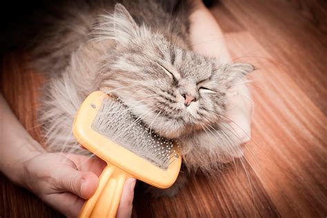 Груминг кошек в Москве: цены на услуги - Cat&Cat