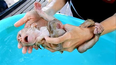 Showering in the morning… is the perfect way to multitask. Baby Maly gets morning bathing, Baby Maly very enjoy when ...