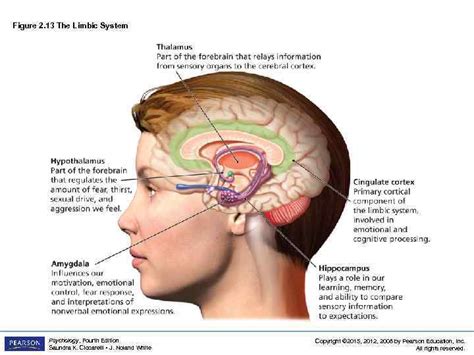 Muscular, immune, nervous and respiratory systems are involved in the process of sneezing. Chapter 2 the biological perspective psychology fourth edition