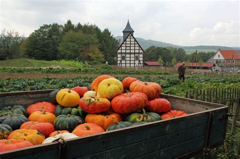 As of 2006, there were almost 100 houses on display. Kuerbisernte — Freilichtmuseum Hessenpark