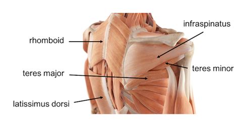 The conjoint tendon formed by the short head of biceps brachii and coracobrachial muscles is attached to the tip of the cp. Shoulder Tendon Anatomy Posterior - Rotator Cuff Injury ...