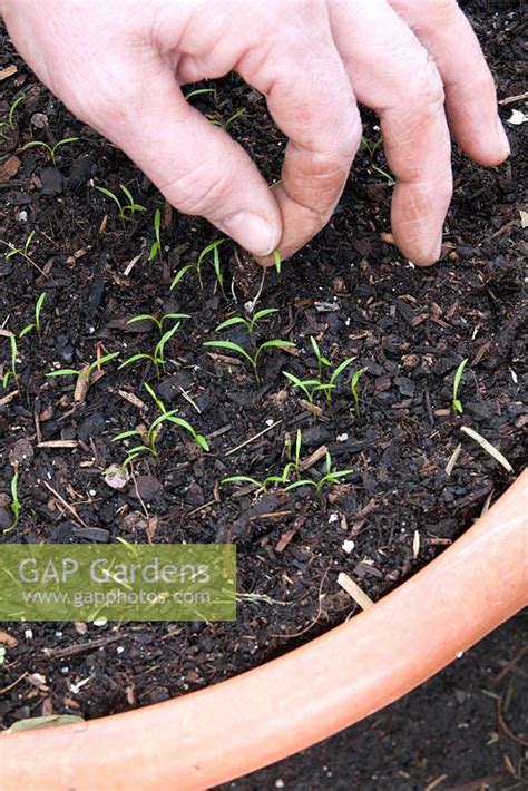 Thinning means removing the weaker and more fragile sprouts, to make room for the more vigorous ones. Thinning out Carrot ... stock photo by John Swithinbank ...