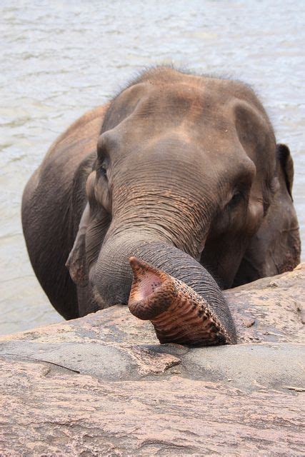 Introducing awesome baby bath tubs that make a real splash. elephant-river | Elephant, Sri lankan elephant, Save the ...