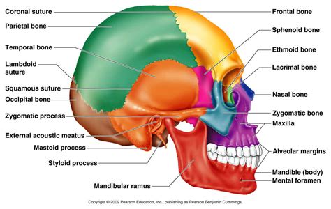 The longest and the strongest bone in the human skeletal system as you can observe in the labeled skeleton diagram of the human body. Human Anatomy Pearson Blank Skull Anatomy Of The Skull ...