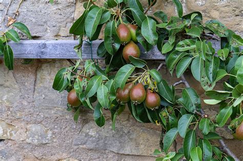 We did not find results for: Grow Your Own Food: Pruning and Espaliering Fruit Trees ...