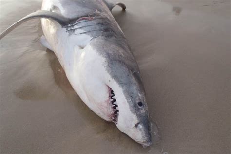 That includes squid, herring and, yes, small sharks. Great White shark chokes to death after getting sea lion ...