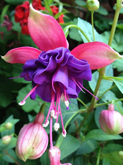 La sarcococca è una pianta invernale perenne, molto. Fucsia pianta: come coltivarla e che tipi di fucsie esistono