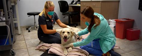 | dogs and cats veterinary referral (dcvr) is a specialty hospital and 24 hour emergency center providing advanced veterinary medical care to pets across maryland, washington, dc and virginia since 2003. Pet Oncology Services | Charleston Veterinary Referral Center