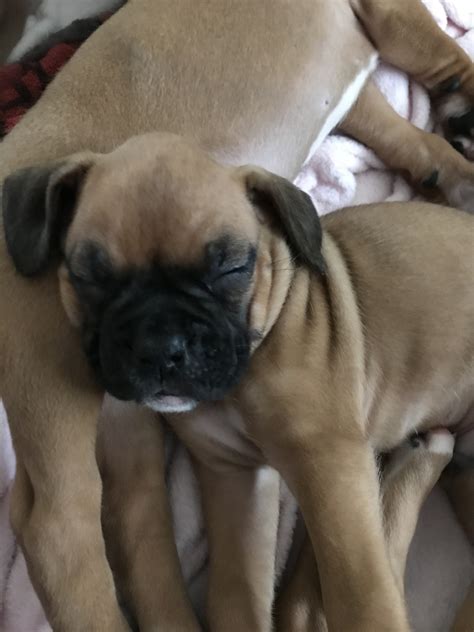 Akc boxer puppies in eugene, pitbull boxer 8week old puppies in grande prairie loved & cared for daily by lifelong breeder. Boxer Puppies For Sale | Green Bay, WI #323189 | Petzlover
