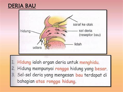 Deria bau peka terhadap bahan kimia dalam udara. DERIA BAU by Ana Farhana - Flipsnack