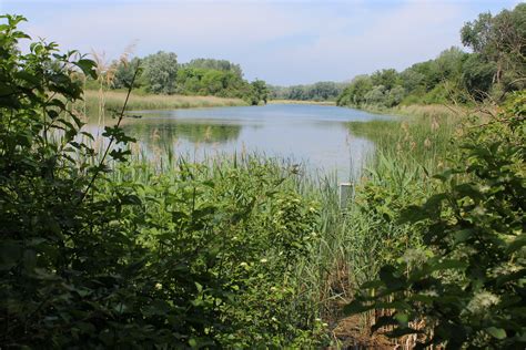 Maybe you would like to learn more about one of these? Lobau Wien | Lobau | AEIOU Österreich-Lexikon im Austria-Forum