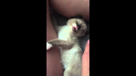 Maybe you would like to learn more about one of these? Baby Cat Kitten Sleep-meowing - YouTube