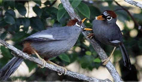 Burung pemakan serangga ini juga dikenal dengan sebutan bentet atau pentet. Inilah Ciri Ciri Burung Poksay Mandarin Terlengkap