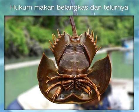 Pemimpin pondok pesantren daarul qur'an (dq) bulak santri banten, yusuf mansur, menjelaskan hukum memakan kelelawar dan ular dalam islam. Kuliah : Hukum memakan belangkas dan telurnya Once Blogger ...