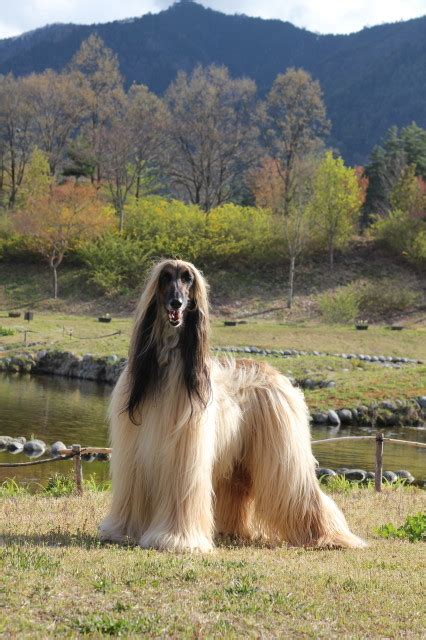 We did not find results for: アフガンハウンド 十犬十様 | Afghan hound rescue・Dogs New Family ...