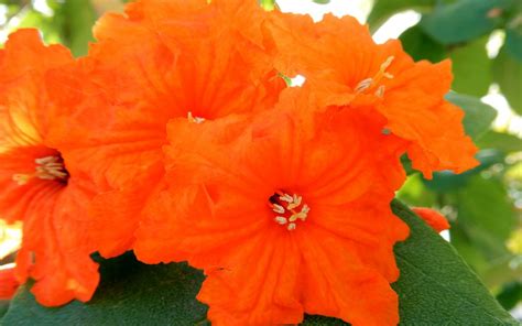 The orange geier tree is a beautiful flowering tree that thas clusters of bright orange flowers. Orange Geiger - Hoot Acre Farm