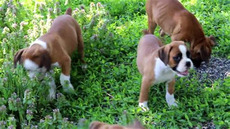 Puppies are well socialized, very playful and loving. Boxer Puppies for Sale - YouTube