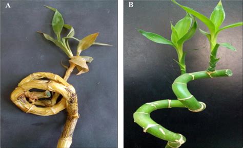 Established bamboo plants should be fed with a slow release granular feed every spring. Artificial inoculation with Colletotrichum dracaenophilum ...