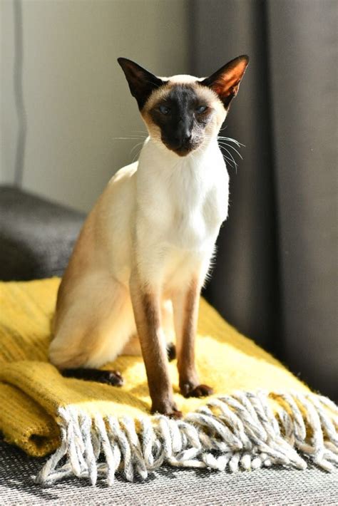 We did not find results for: Chocolate point Siamese cat Kioko | Siamese cats, Cats ...