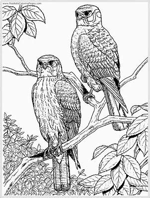 Fun youngult printable sheets eagle print pages. Eagle Coloring Pages For Adult (With images) | Bird ...