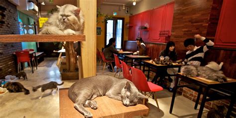 Just look at how cute the cat is sitting in the house. Cat Cafe Montreal: Café Chat L'Heureux To Welcome Cats And ...