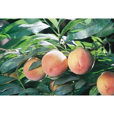 A top dressing of mulch can help maintain soil moisture. 3.25-Gallon J. H. Hale Semi-Dwarf Peach Tree (L3653 ...