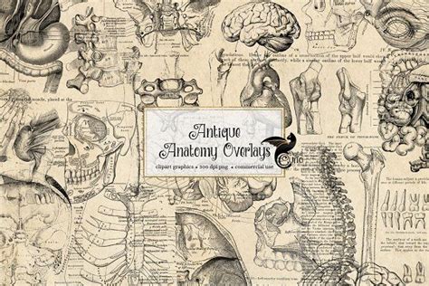 It is the most complete reference of human anatomy available on web, ipad, iphone and android devices. Antique Anatomy Overlays by Digital Curio on @creativemarket #watercolor #illustration #Handpicked