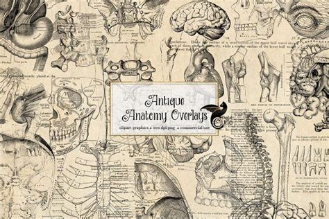 Browse anatomy chart templates and examples you can make with smartdraw. Antique Anatomy Overlays by Digital Curio on ...
