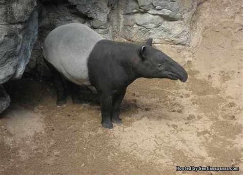 Black shrew bilangan terkini di malaysia: 5 Haiwan Yang Hampir Pupus Di Malaysia - SENTIASAPANAS