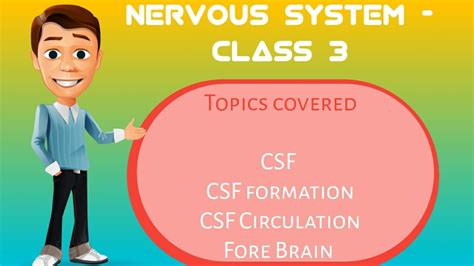 The central nervous system (cns) includes the brain and spinal cord (see figure below ). Nervous system class 3 - YouTube