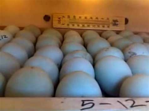 Buat pupuk cair sendiri yuk jangan tergantung pada pupuk kimia. Cara Menetaskan Telur Bebek + Ayam Dengan Mesin Penetas ...