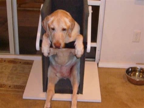 These puppies may not regurgitate food. My Dog Has Megaesophagus | Bailey chair for dogs, Dogs, Foster dog