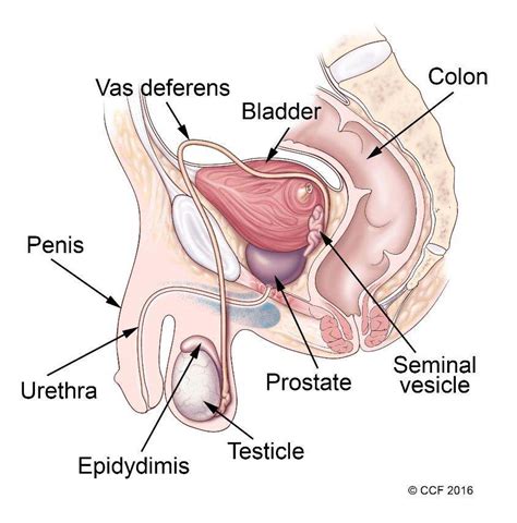 Deviantart is the world's largest online social community for artists and art enthusiasts, allowing people to connect through the creation and sharing of art. Male reproductive system diagram