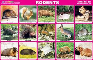 Spectrum Educational Charts Chart 217 Rodents