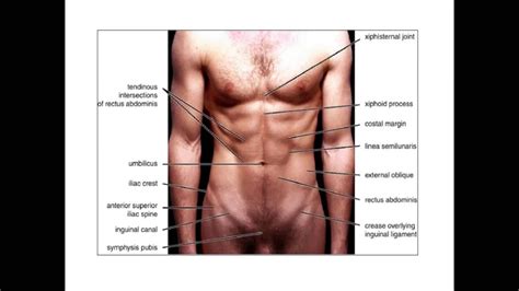 You can see the linea alba down the midline and you can visualize the tendinous. Anatomy of Abdominal wall-by Talha Ashar - YouTube