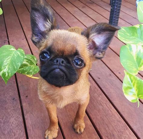 We did not find results for: Pin by LoriG LoriG on Brussels Griffon | Baby dogs ...